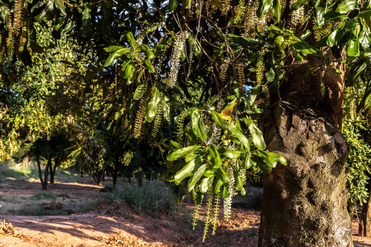 5 NUEZ DE MACADAMIA Árbol Macadamia Integrifolia Cáscara Marrón Fruto Beige Flor Blanca y Rosa Semillas