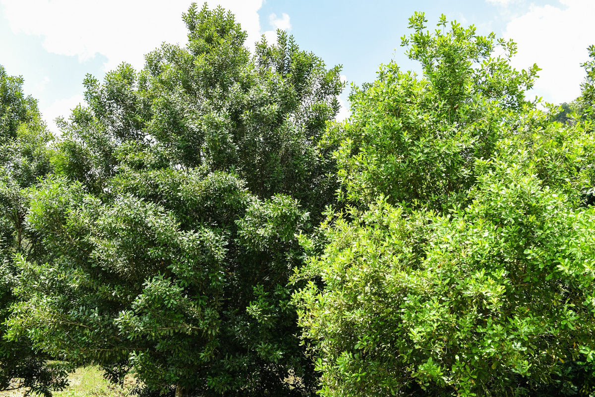 5 NUEZ DE MACADAMIA Árbol Macadamia Integrifolia Cáscara Marrón Fruto Beige Flor Blanca y Rosa Semillas