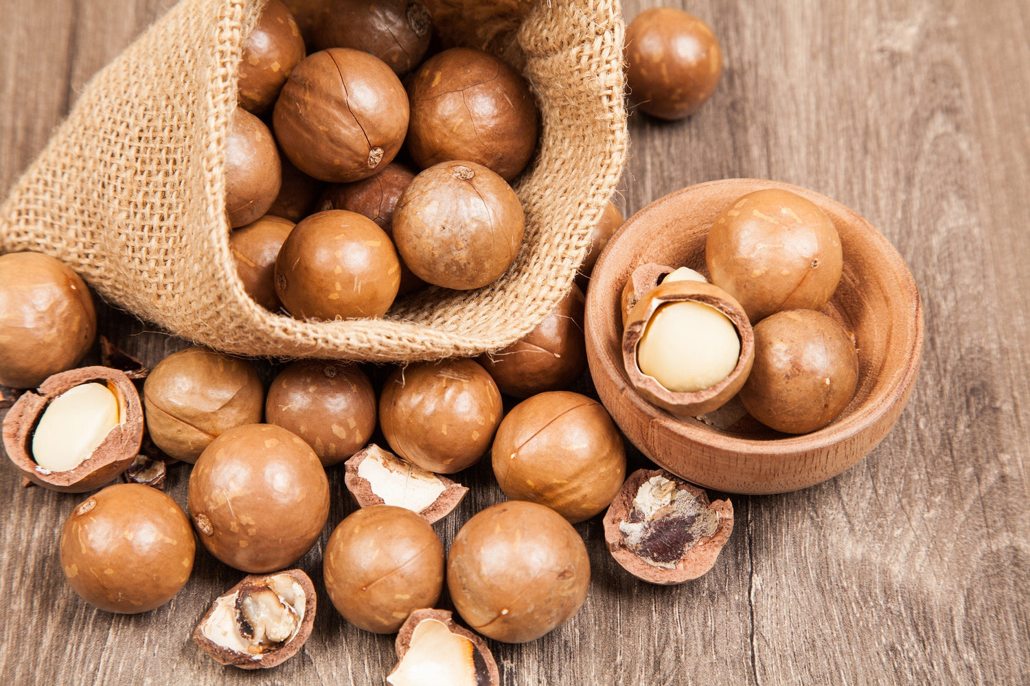 5 NUEZ DE MACADAMIA Árbol Macadamia Integrifolia Cáscara Marrón Fruto Beige Flor Blanca y Rosa Semillas