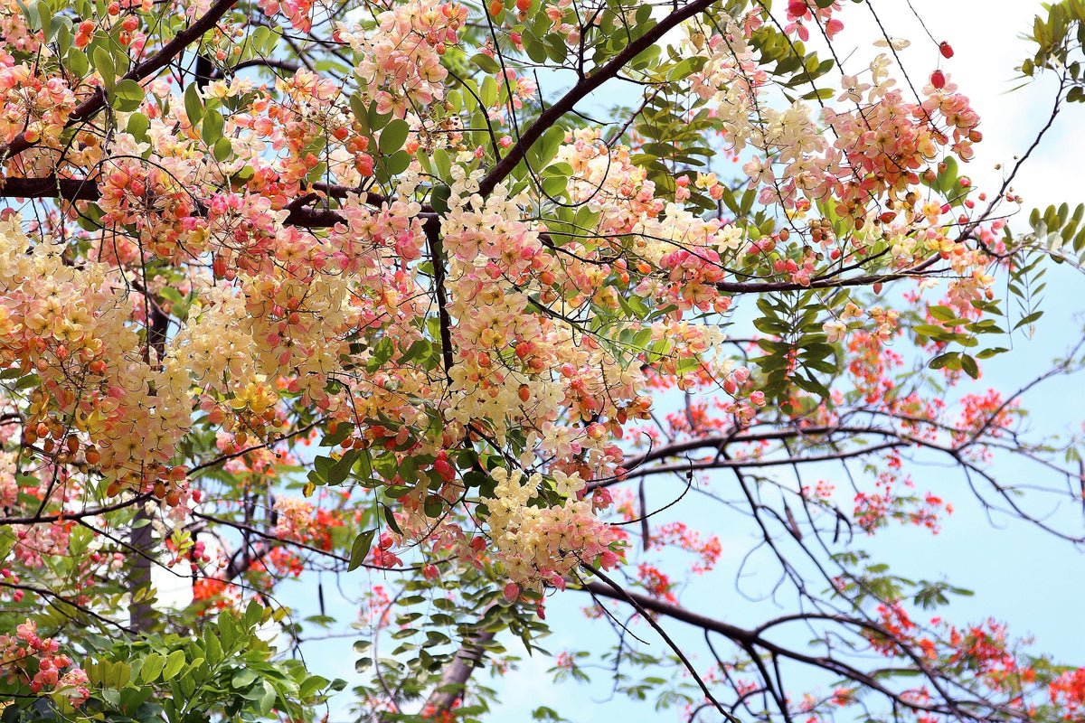 5 semillas de Cassia Javanica, también conocida como árbol de lluvia arcoíris y árbol de flor de manzano, de dos tonos rosa, blanco y amarillo.