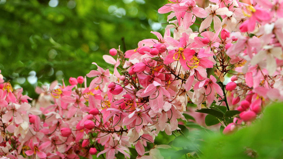 5 semillas de Cassia Javanica, también conocida como árbol de lluvia arcoíris y árbol de flor de manzano, de dos tonos rosa, blanco y amarillo.