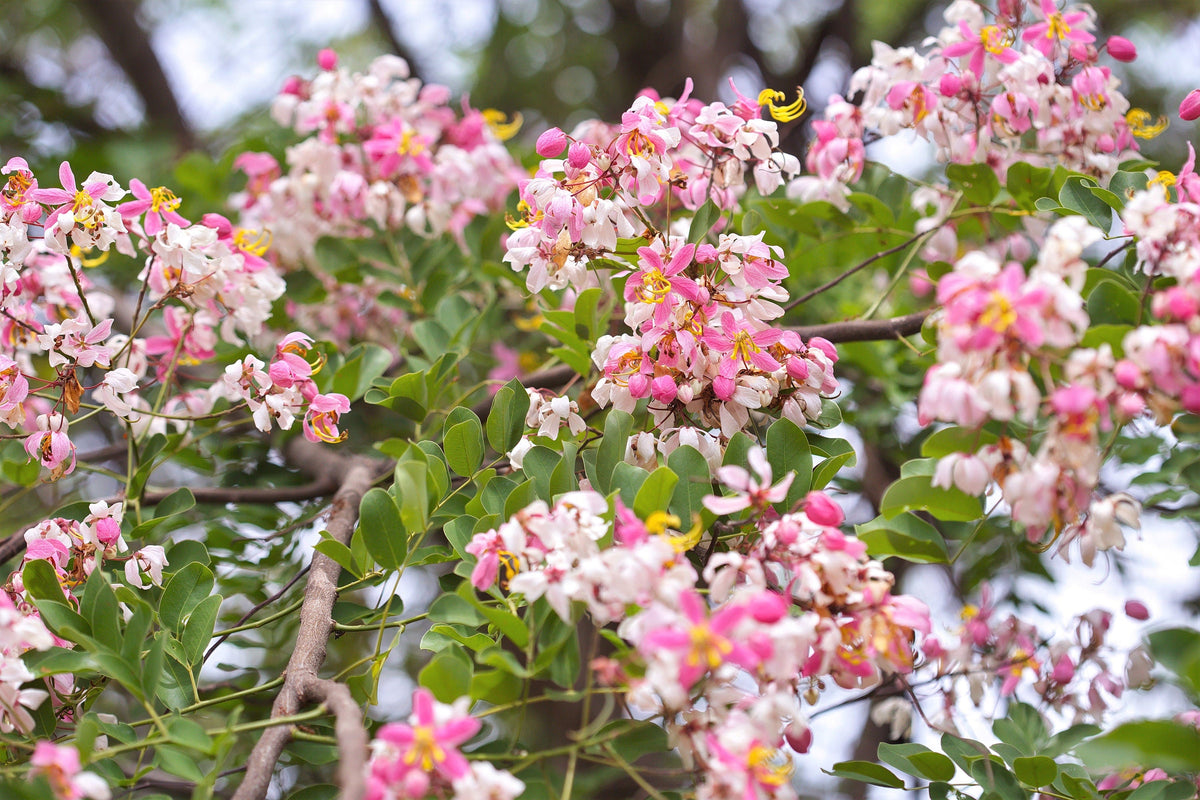5 semillas de Cassia Javanica, también conocida como árbol de lluvia arcoíris y árbol de flor de manzano, de dos tonos rosa, blanco y amarillo.