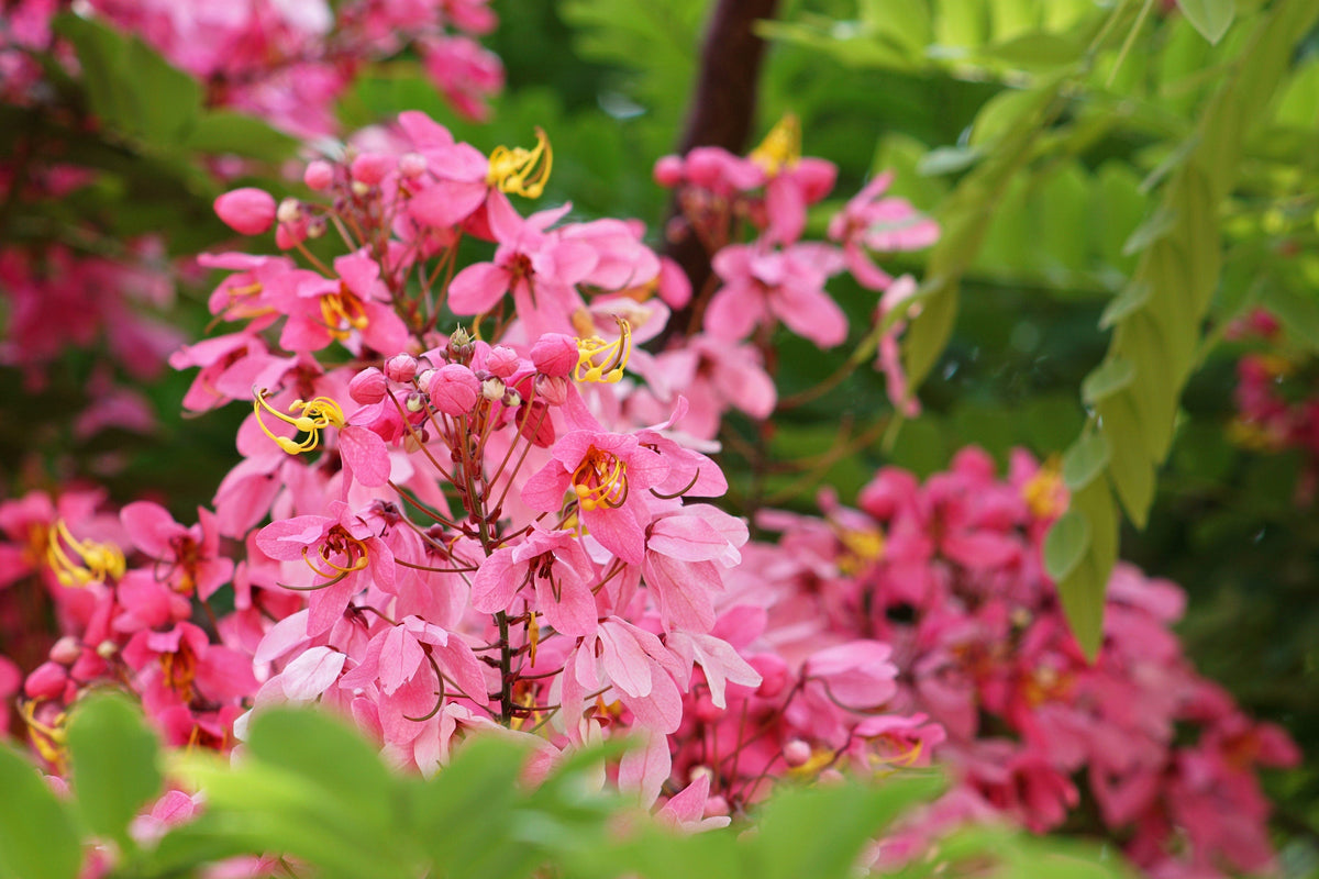5 semillas de Cassia Javanica, también conocida como árbol de lluvia arcoíris y árbol de flor de manzano, de dos tonos rosa, blanco y amarillo.