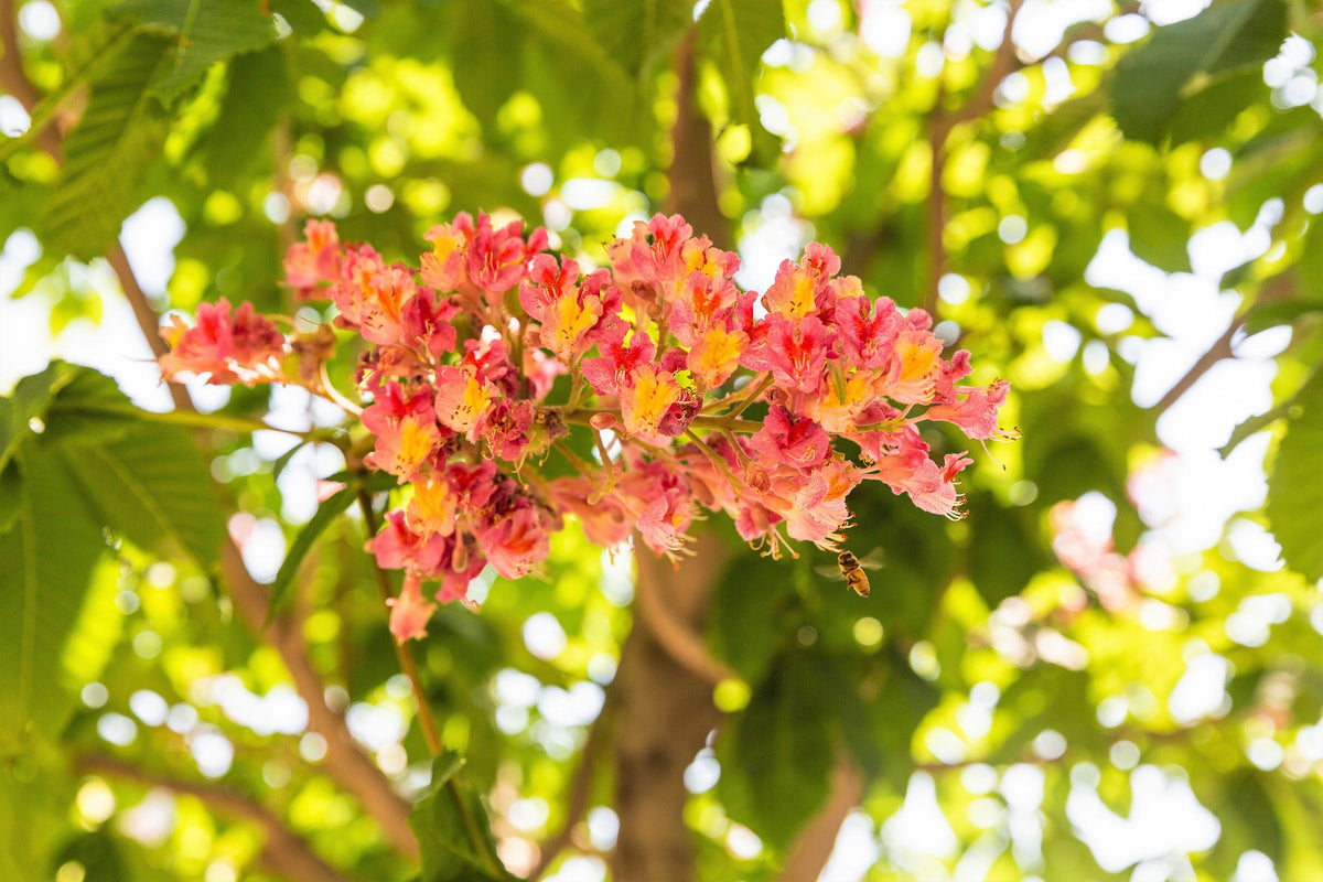 20 semillas de almendro de las Indias Orientales, Terminalia Myriocarpa, también conocida como Hollock, de color amarillo melocotón y rosa.