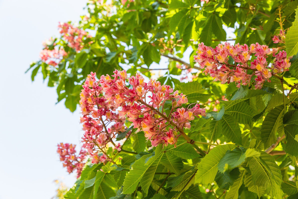 20 semillas de almendro de las Indias Orientales, Terminalia Myriocarpa, también conocida como Hollock, de color amarillo melocotón y rosa.