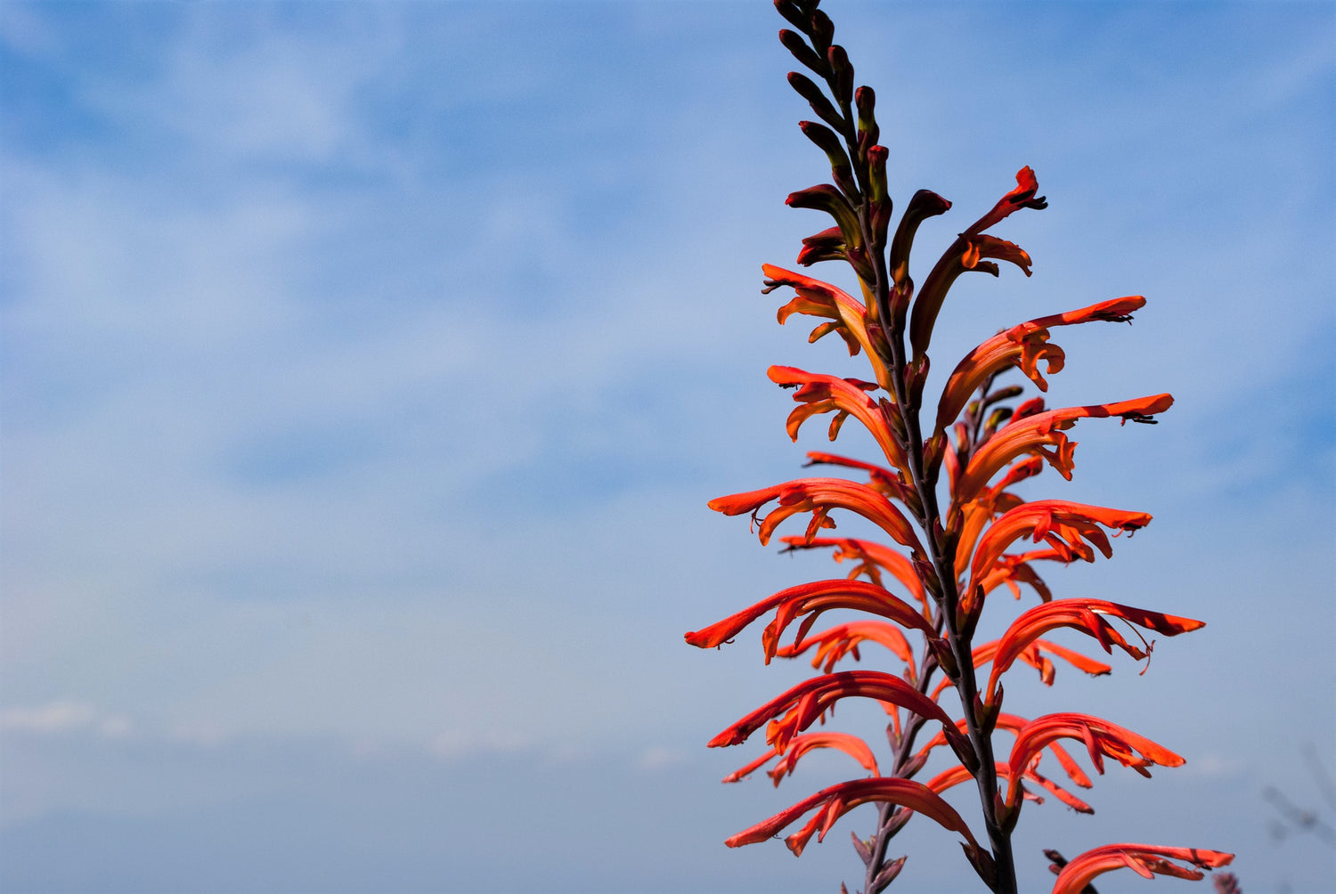 5 semillas de flores de colibrí Chasmanthe Floribunda Cornflag de bandera africana (rojo y naranja)