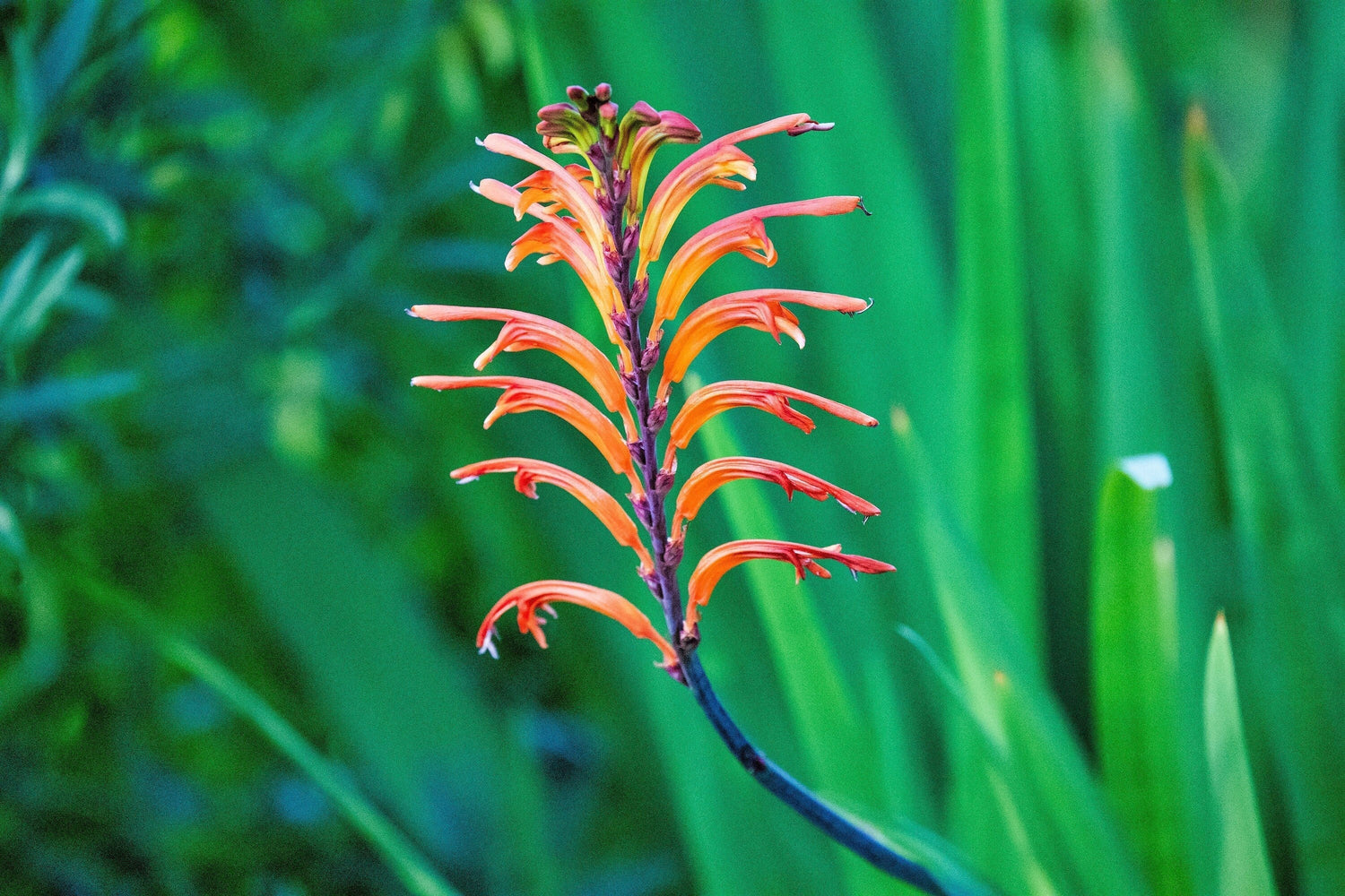5 semillas de flores de colibrí Chasmanthe Floribunda Cornflag de bandera africana (rojo y naranja)