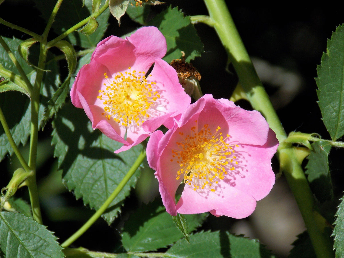 10 CLIMBING MICHIGAN ROSE Rosa Setigera aka Climbing Prairie or Illinois Rose Native Pink Flower Seeds