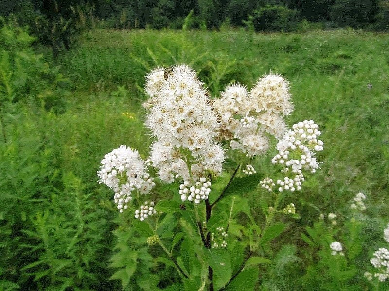 100 semillas de Reina de los Prados Blanca, Spiraea Alba, arbusto nativo de hojas estrechas, flor reina de la pradera
