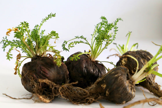 50 semillas de maca negra (ginseng peruano, Maka, Lepidium meyenii, sin. peruviano)