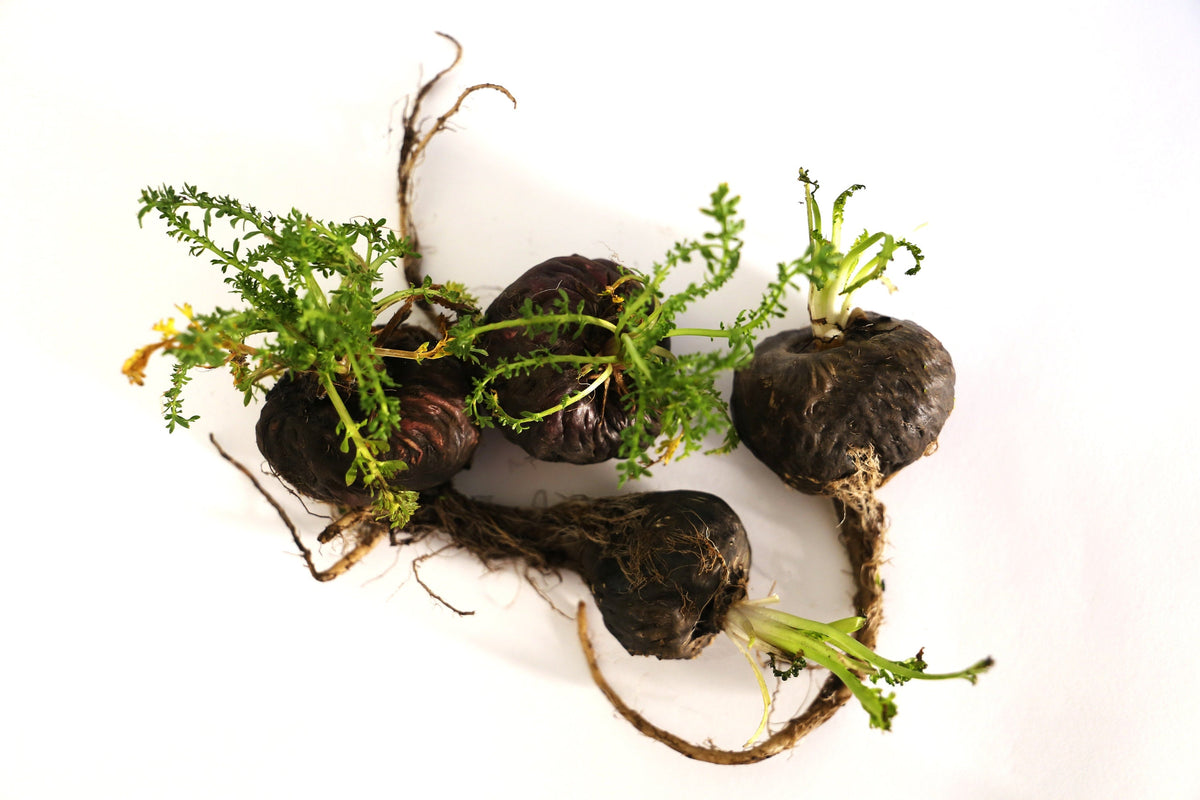 50 semillas de maca negra (ginseng peruano, Maka, Lepidium meyenii, sin. peruviano)