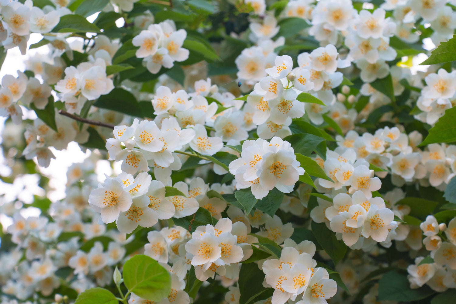 40 semillas de arbusto nativo de flor amarilla blanca Philadelphus Lewisii de Filadelfo Occidental