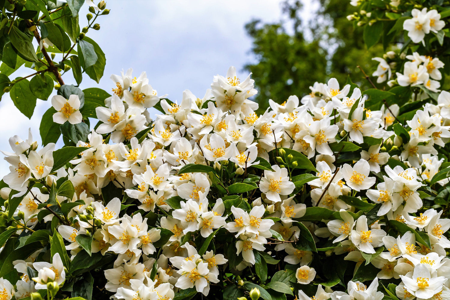 40 semillas de arbusto nativo de flor amarilla blanca Philadelphus Lewisii de Filadelfo Occidental