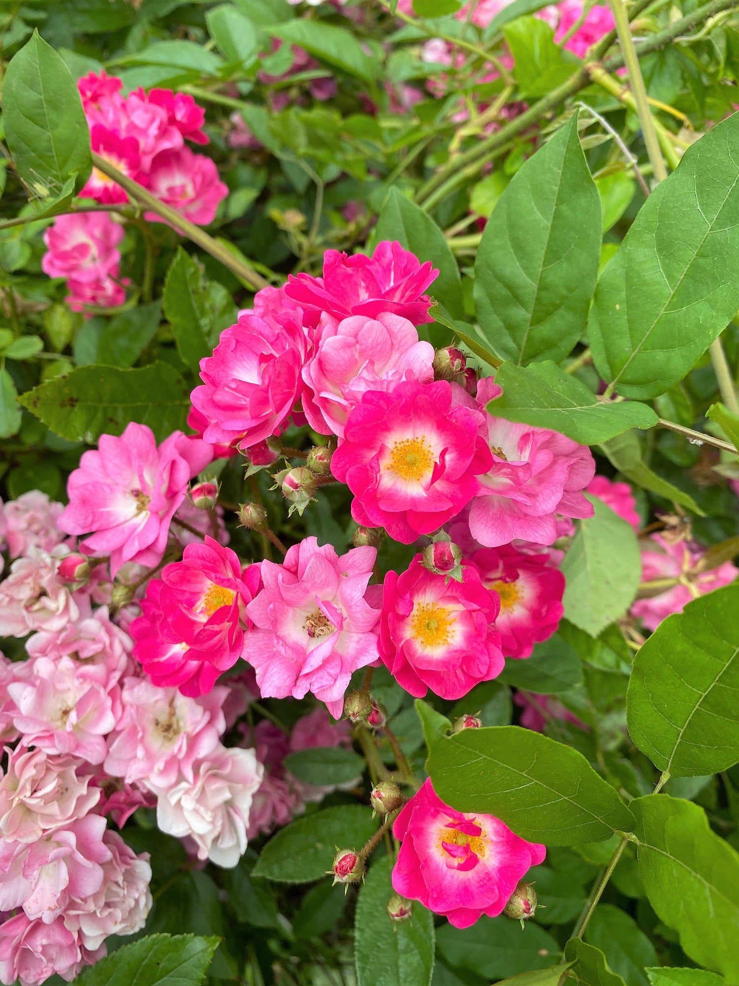 25 semillas de rosa zarzaparrilla (Rosa eglantina, Rosa eglanteria, Rosa rubiginosa) con múltiples tonos de rosa.
