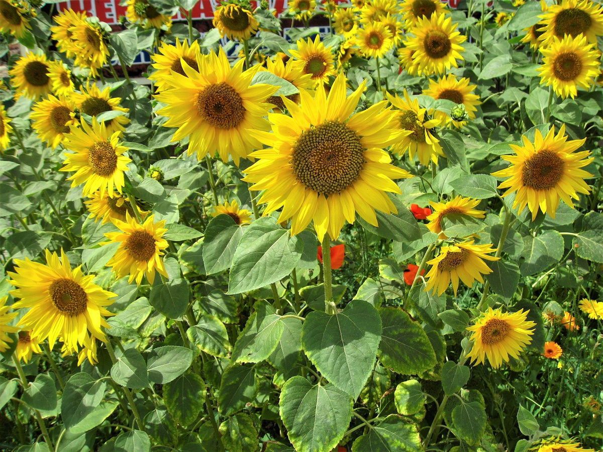 100 PEREDOVIK SUNFLOWER Helianthus Annuus aka Black Peredovik Good Oil / Oilseed Type Yellow Flower Seeds