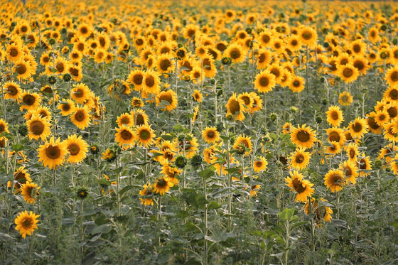 100 PEREDOVIK GIRASOL Helianthus Annuus también conocido como Black Peredovik Buen aceite / Tipo de semilla oleaginosa Semillas de flores amarillas