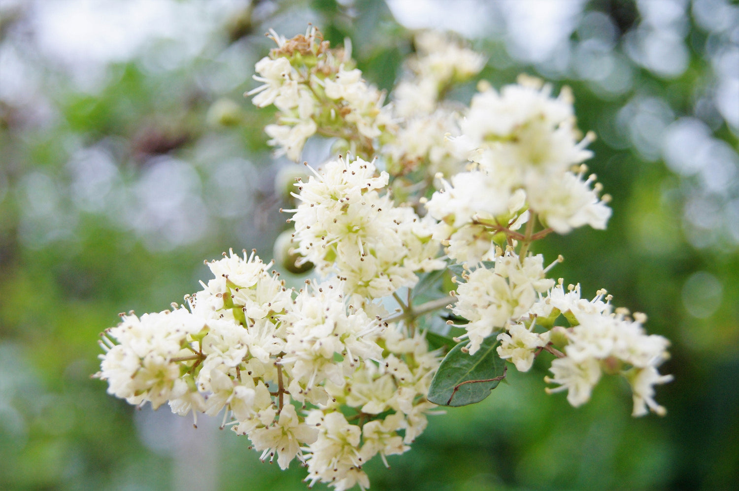 40 HENNA DE FLOR BLANCA Árbol Lawsonia Inermis var. Alba Dye Planta Tatuaje Semillas De Flores