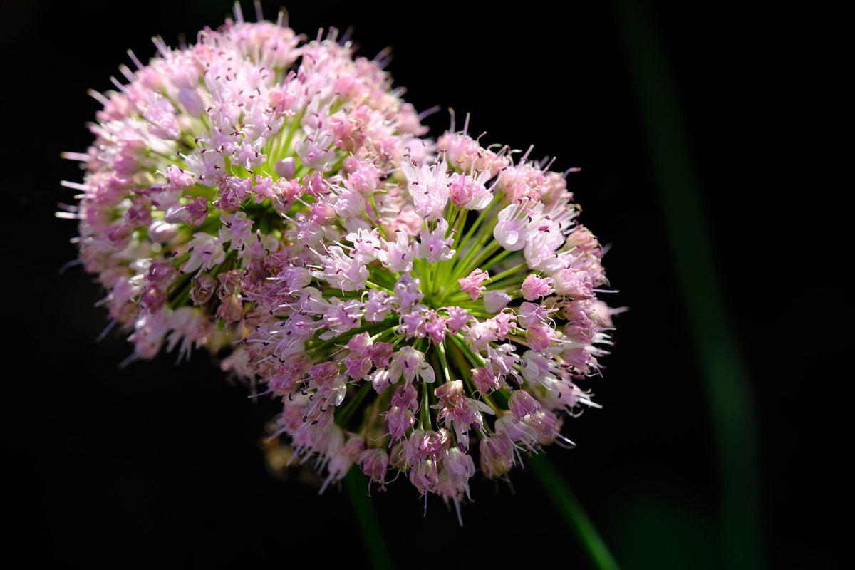 10 semillas de ajo de ratón Allium angulosum ajo silvestre flor rosa