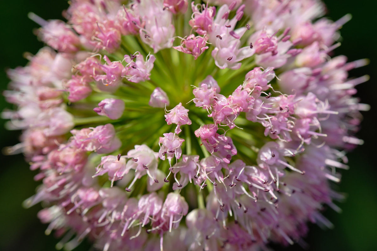 10 semillas de ajo de ratón Allium angulosum ajo silvestre flor rosa