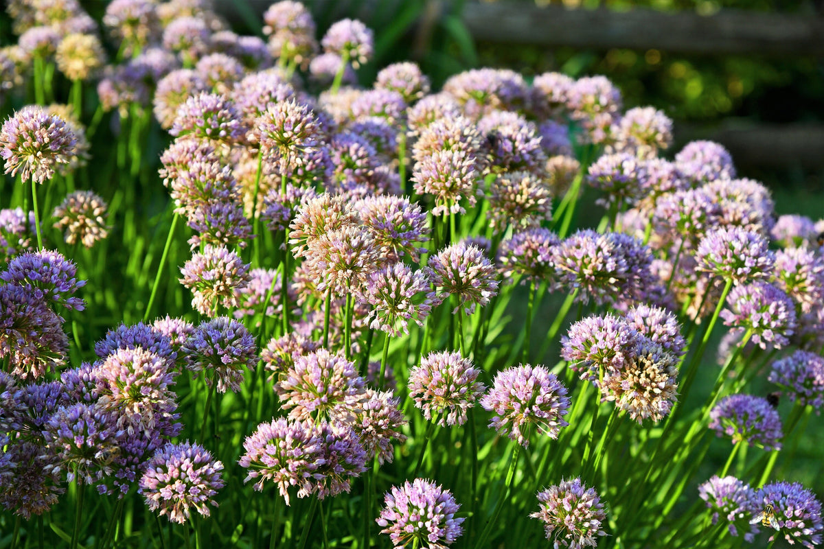 10 semillas de ajo de ratón Allium angulosum ajo silvestre flor rosa