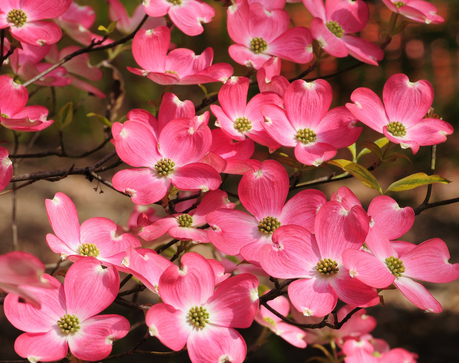 5 semillas de árbol de cornejo de flores rosas Cornus Florida Rubra, árbol ornamental nativo