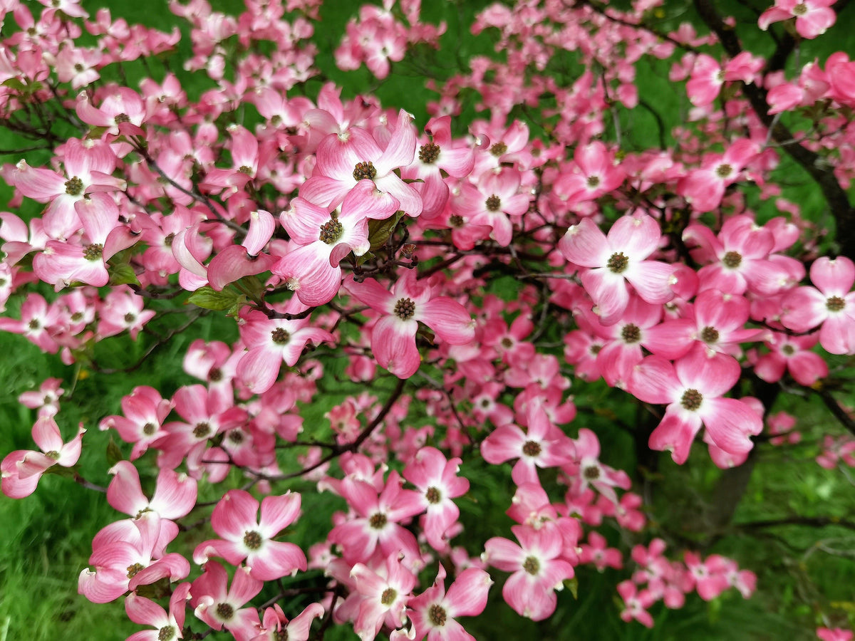5 semillas de árbol de cornejo de flores rosas Cornus Florida Rubra, árbol ornamental nativo