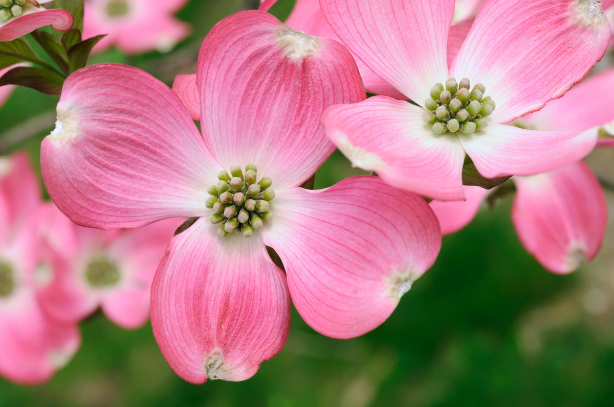 5 semillas de árbol de cornejo de flores rosas Cornus Florida Rubra, árbol ornamental nativo