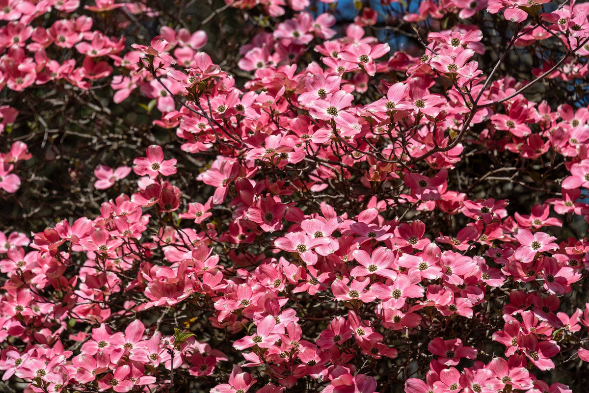 5 semillas de árbol de cornejo de flores rosas Cornus Florida Rubra, árbol ornamental nativo