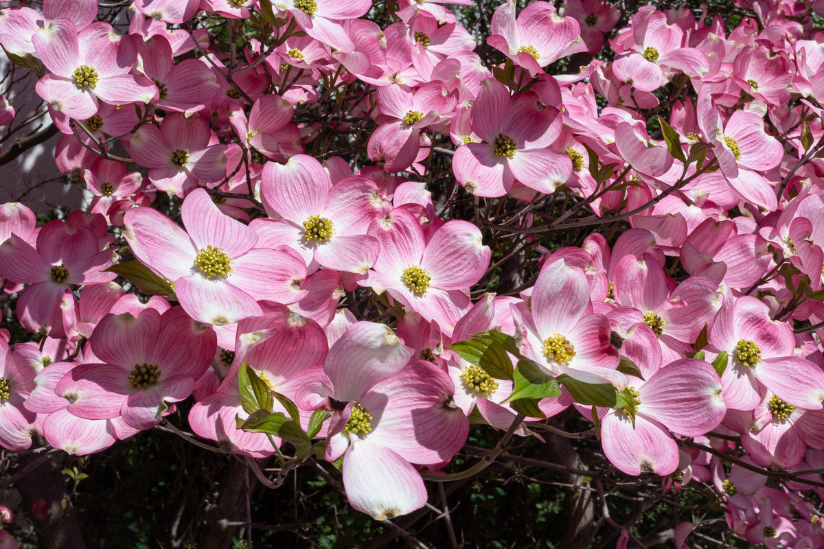 5 semillas de árbol de cornejo de flores rosas Cornus Florida Rubra, árbol ornamental nativo