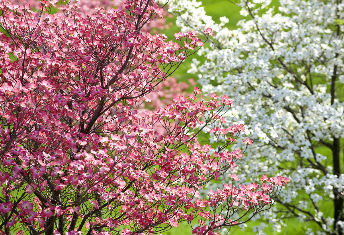 5 semillas de árbol de cornejo de flores rosas Cornus Florida Rubra, árbol ornamental nativo