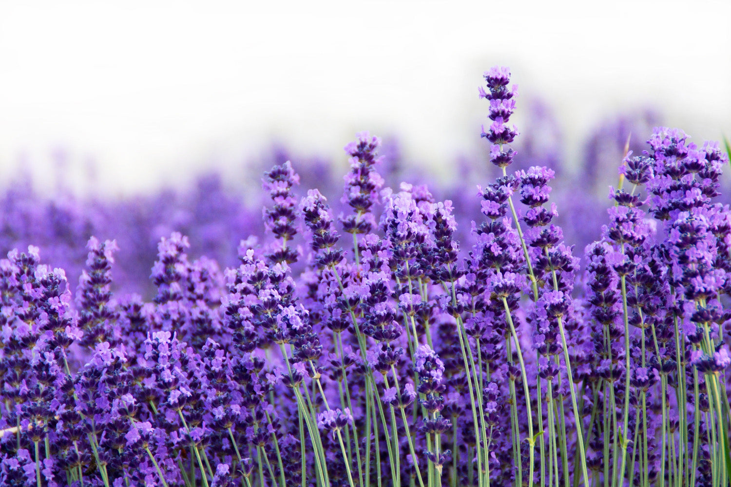 300 semillas de lavanda italiana (Lavandula angustifolia), flor fragante de lavanda azul y púrpura.