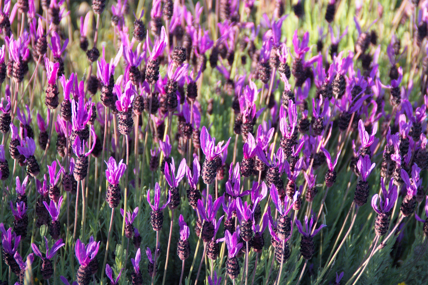 100 semillas de lavanda francesa, también conocida como lavanda mariposa, española, Lavandula stoechas, hierba con flores fragantes de color azul púrpura.