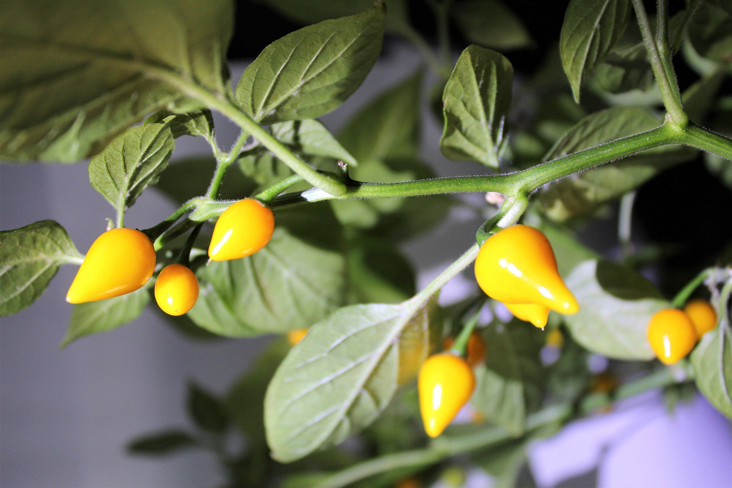 25 PIMIENTO BIQUINHO AMARILLO Chupetinho brasileño Capsicum Chinense Pequeño cítrico Dulce Semi picante Chile Sweety Drop Semillas de vegetales