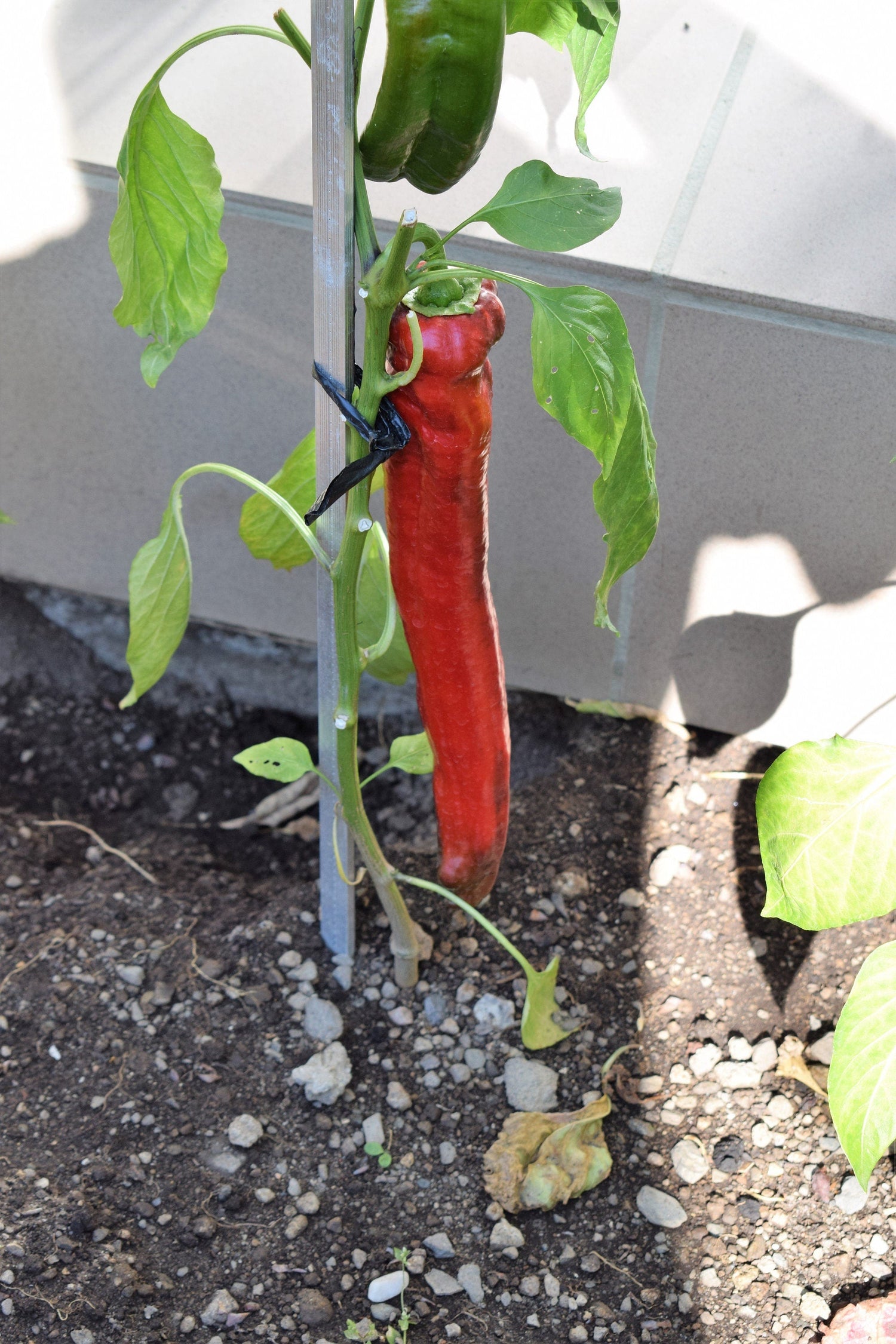 25 PIMIENTOS ACONCAGUA GIGANTES Hasta 12" de Largo Caspsicum Annuum Verde Amarillo Naranja Rojo Semillas de Vegetales
