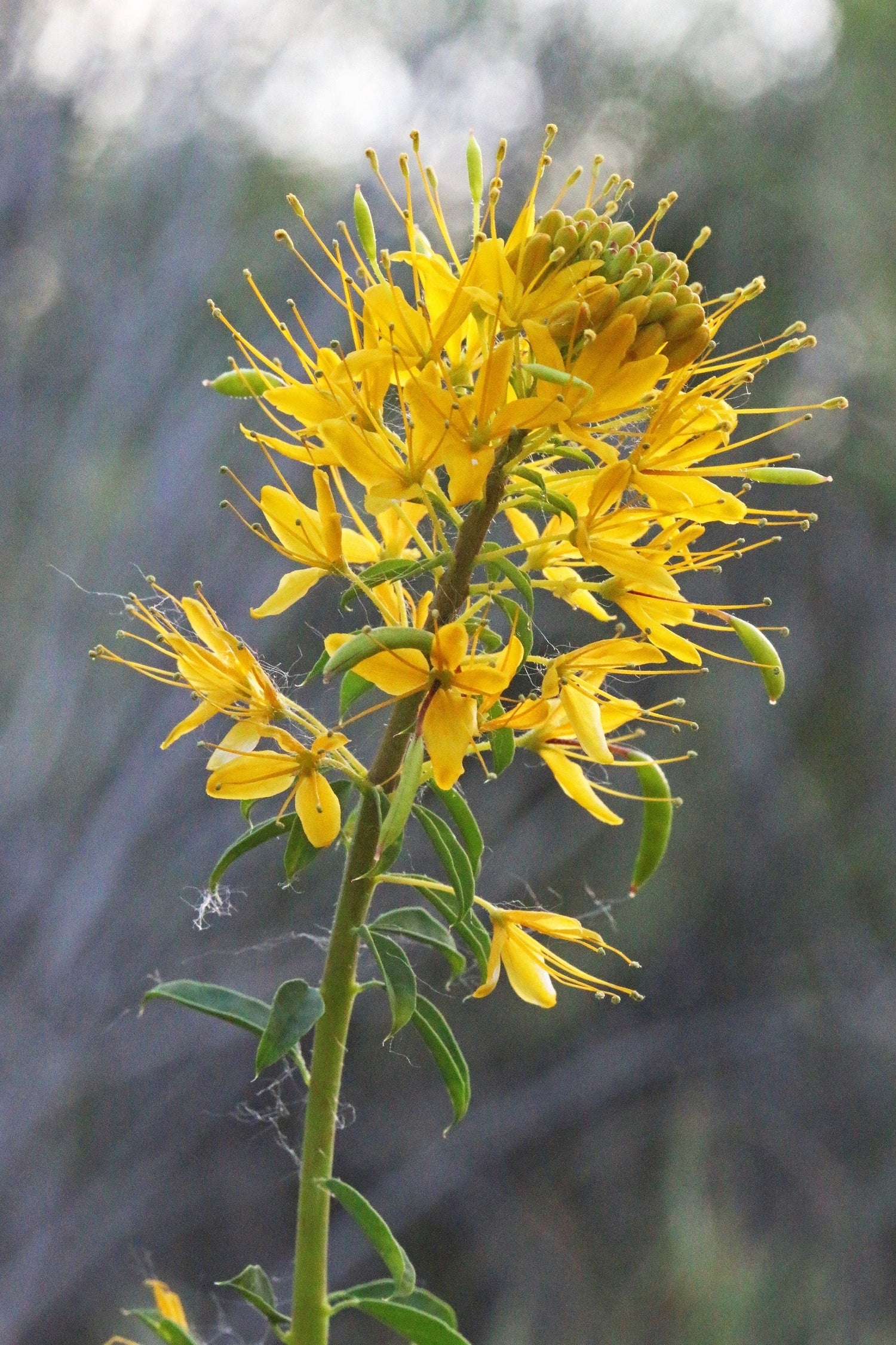 30 Semillas de flores nativas de Cleome Lutea, planta de abeja dorada, flor de araña