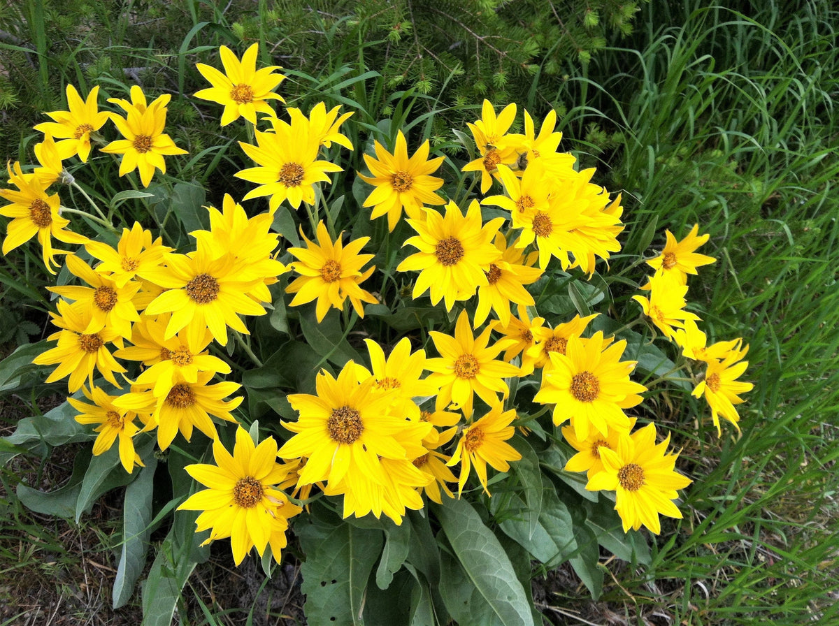 50 semillas de Balsamorhiza Sagittata, girasol de Oregón, de hojas de flecha, flores enormes y fragantes nativas