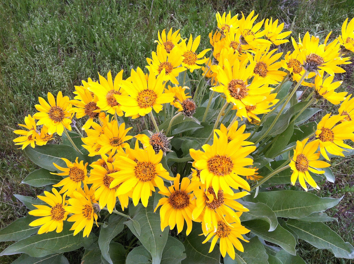 50 semillas de Balsamorhiza Sagittata, girasol de Oregón, de hojas de flecha, flores enormes y fragantes nativas