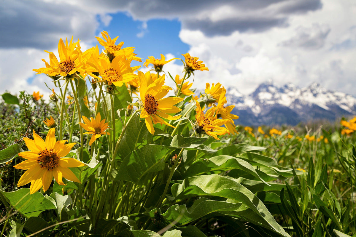 50 semillas de Balsamorhiza Sagittata, girasol de Oregón, de hojas de flecha, flores enormes y fragantes nativas