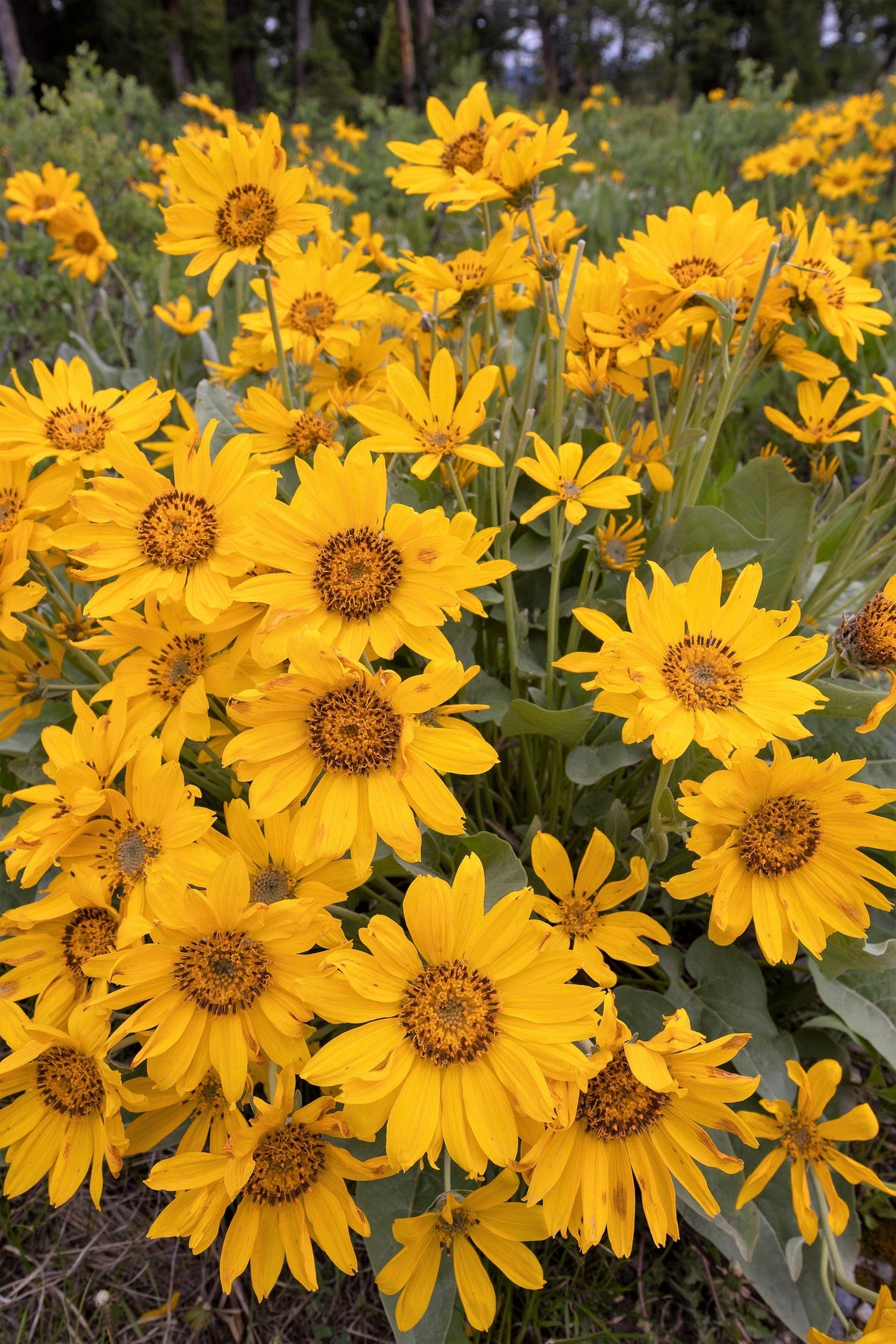 50 semillas de Balsamorhiza Sagittata, girasol de Oregón, de hojas de flecha, flores enormes y fragantes nativas