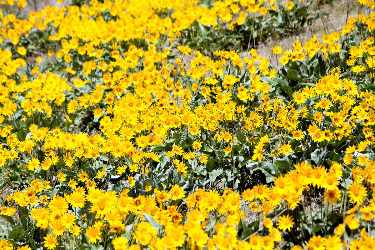 50 semillas de Balsamorhiza Sagittata, girasol de Oregón, de hojas de flecha, flores enormes y fragantes nativas