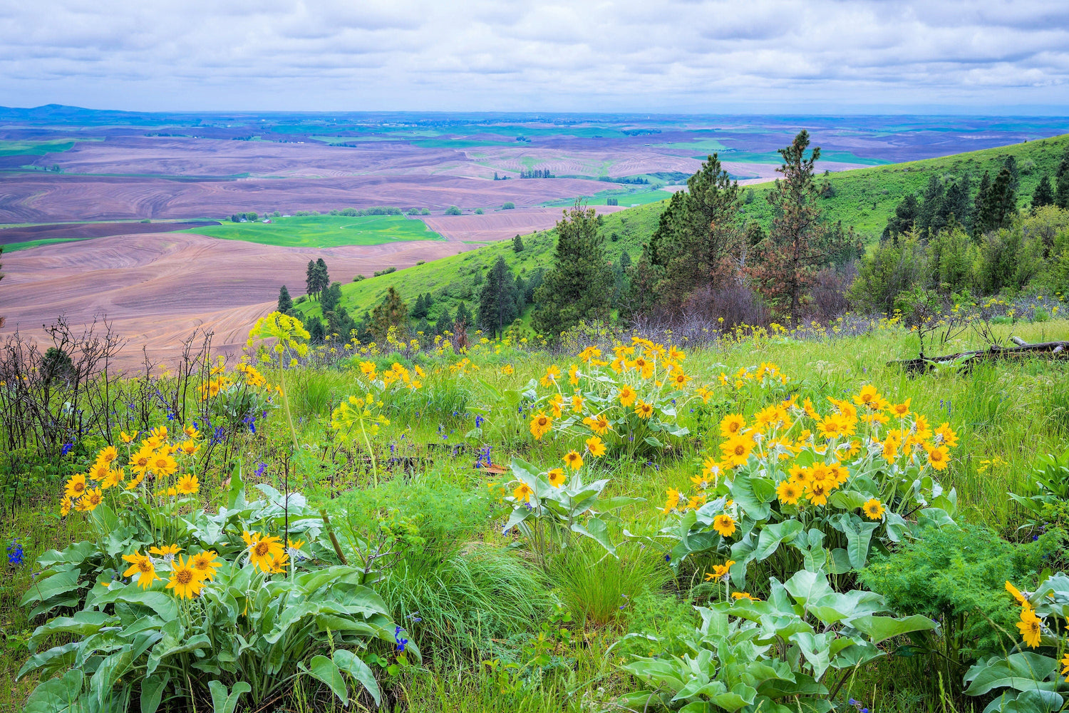 50 semillas de Balsamorhiza Sagittata, girasol de Oregón, de hojas de flecha, flores enormes y fragantes nativas