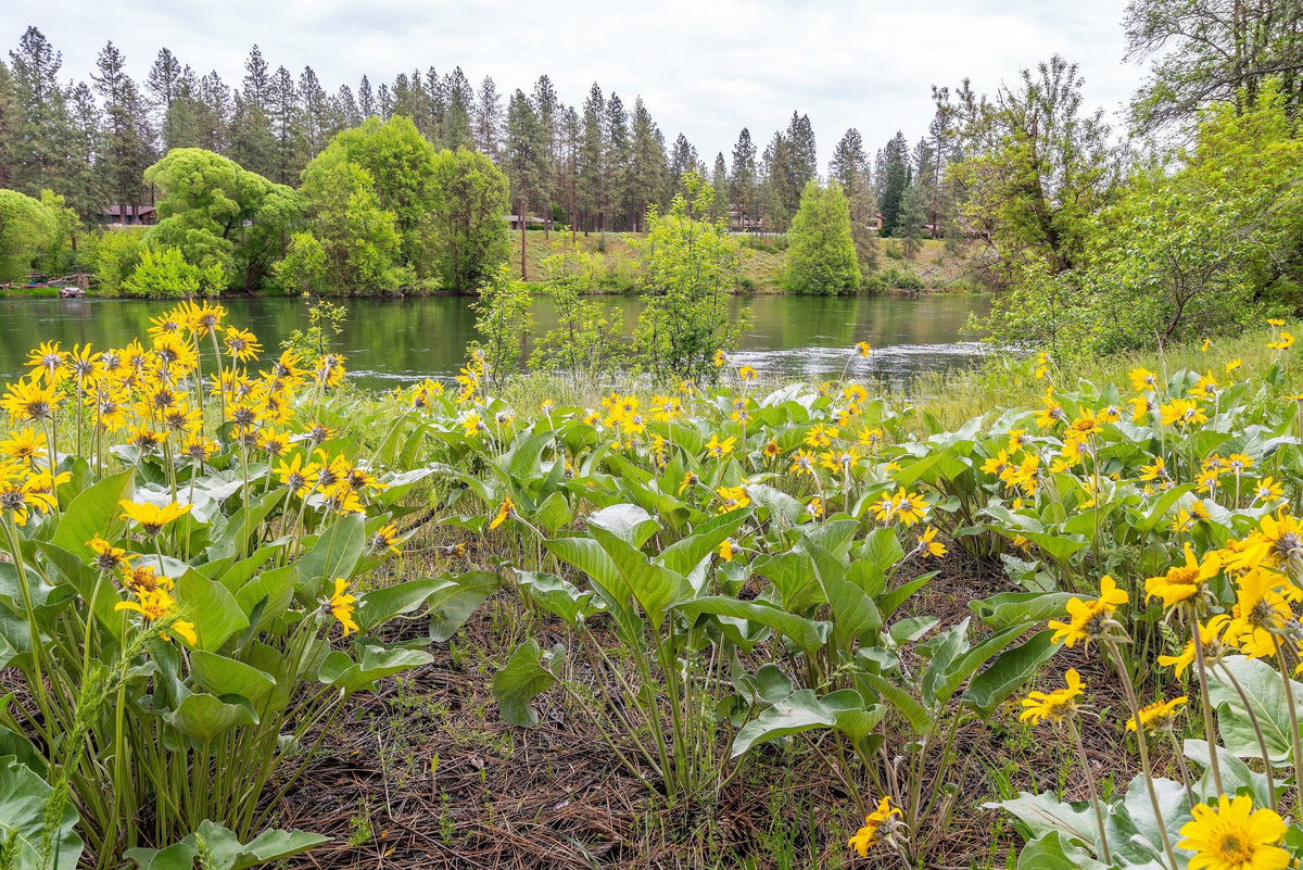 50 semillas de Balsamorhiza Sagittata, girasol de Oregón, de hojas de flecha, flores enormes y fragantes nativas