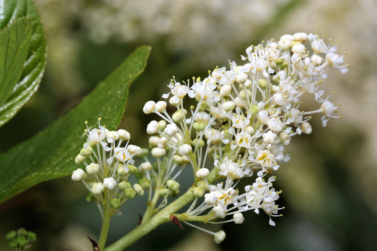 20 semillas de arbusto de nieve blanco Ceanothus Velutinus, también conocido como bálsamo de montaña o cepillo de ciervo, de hoja perenne, nativo.
