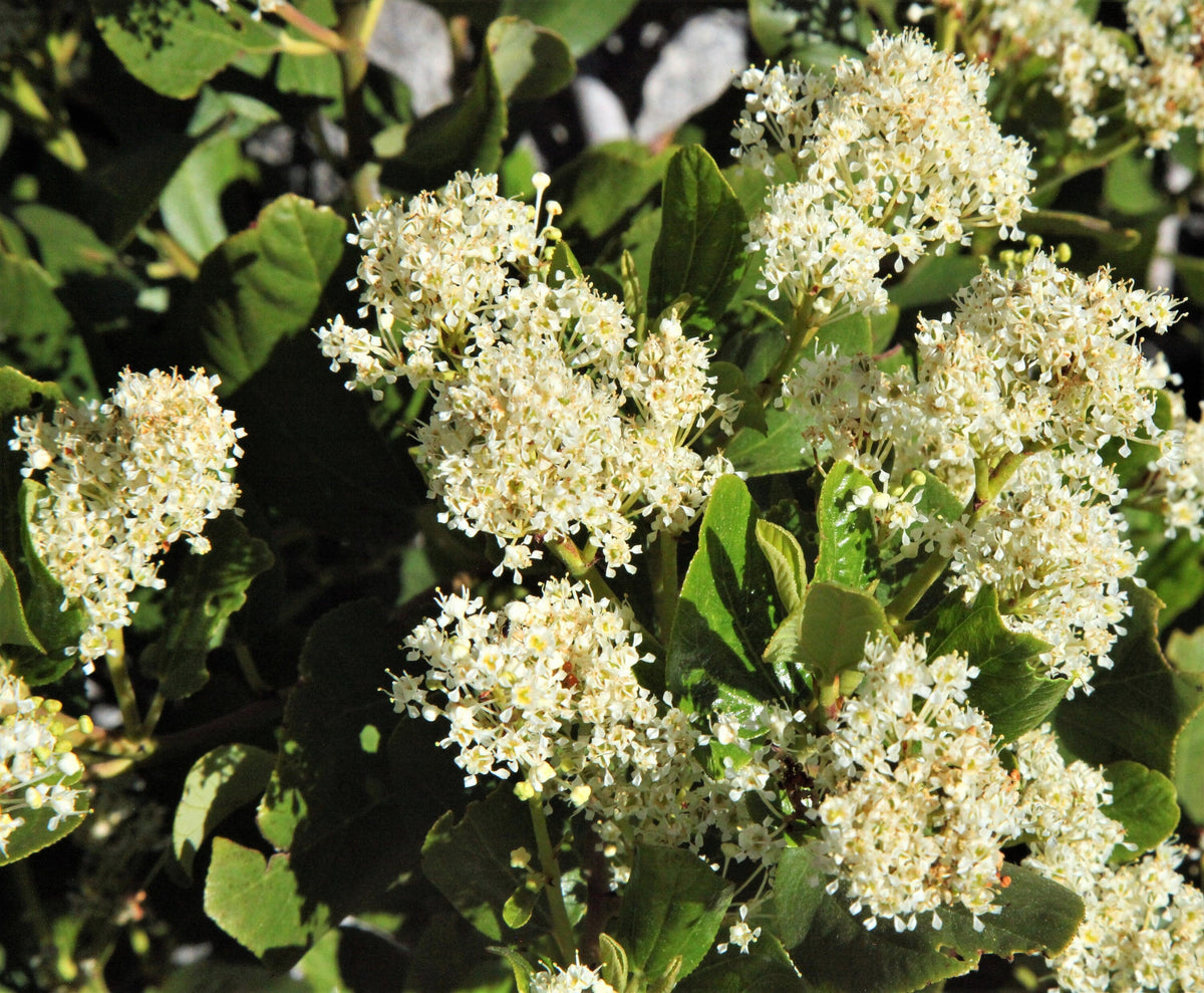 20 semillas de arbusto de nieve blanco Ceanothus Velutinus, también conocido como bálsamo de montaña o cepillo de ciervo, de hoja perenne, nativo.