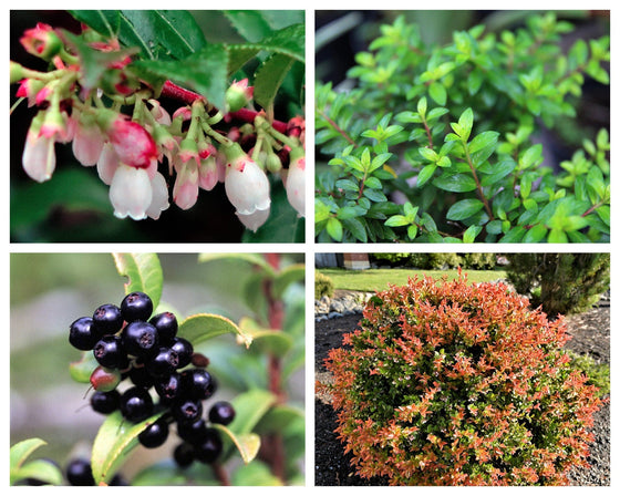 50 California EVERGREEN HUCKLEBERRY Vaccinium Ovatum Fruto también conocido como Arándano de caja Flor nativa rosa y blanca Baya negra azul Arbusto Semillas