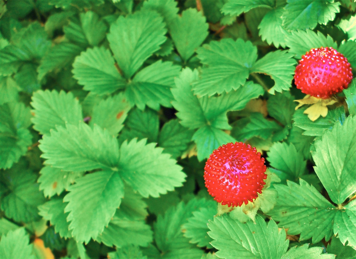 50 ALEXANDRIA STRAWBERRY Everbearing Alpine Fragaria Vesca Red Berry Fruit White Flower Seeds