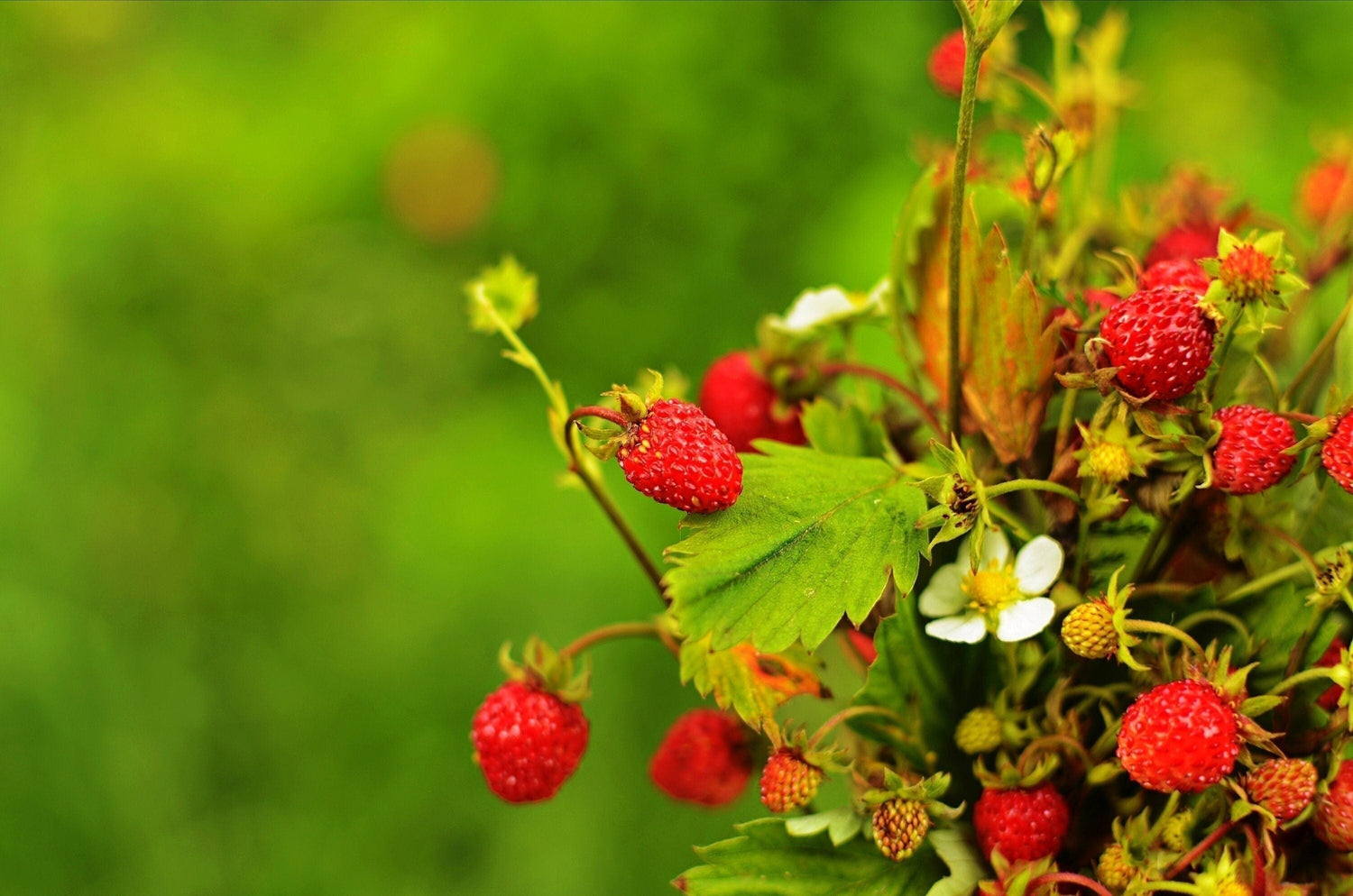 50 Semillas de Fresa de Alejandría Fragaria vesca alpina de fructificación continua Fruto de baya roja Flor blanca