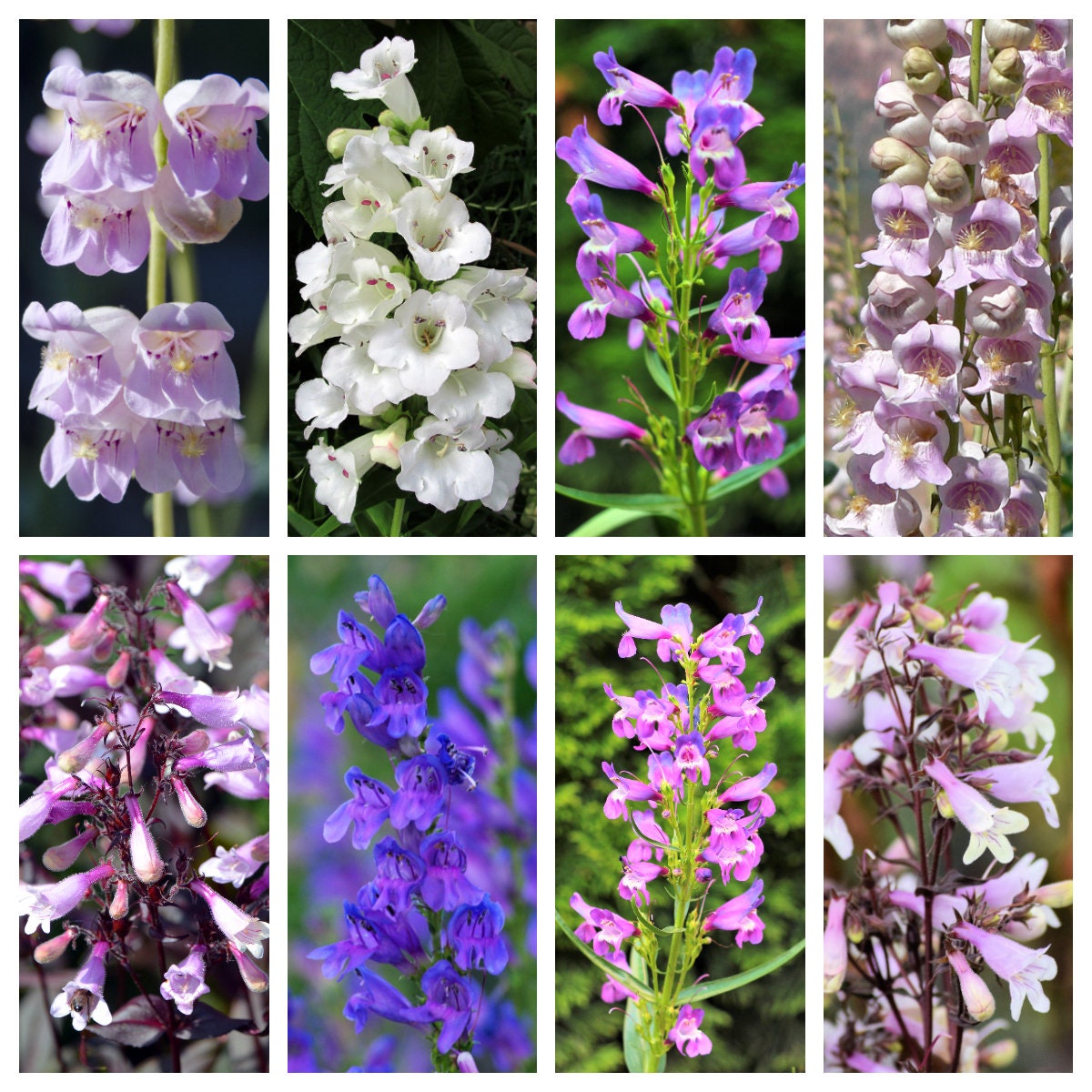 250 semillas de flores nativas de PENSTEMON Grandiflorus, Strictus, Cobaea, Palmeri, Digitalis, Pallidus - Rosa, Blanco, Azul y Morado
