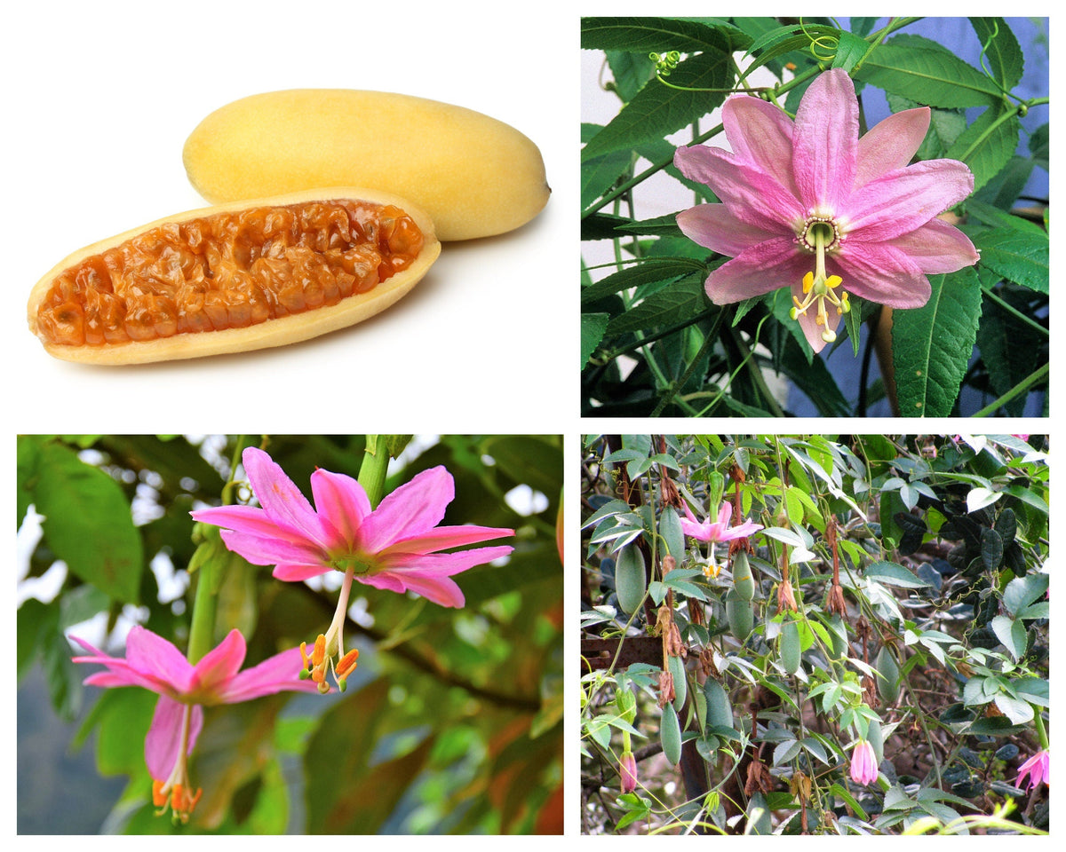 10 PLÁTANO MARACUYÁ Flor de la pasión rosa Passiflora Mollissima Piel amarilla Pulpa anaranjada Semillas de vid