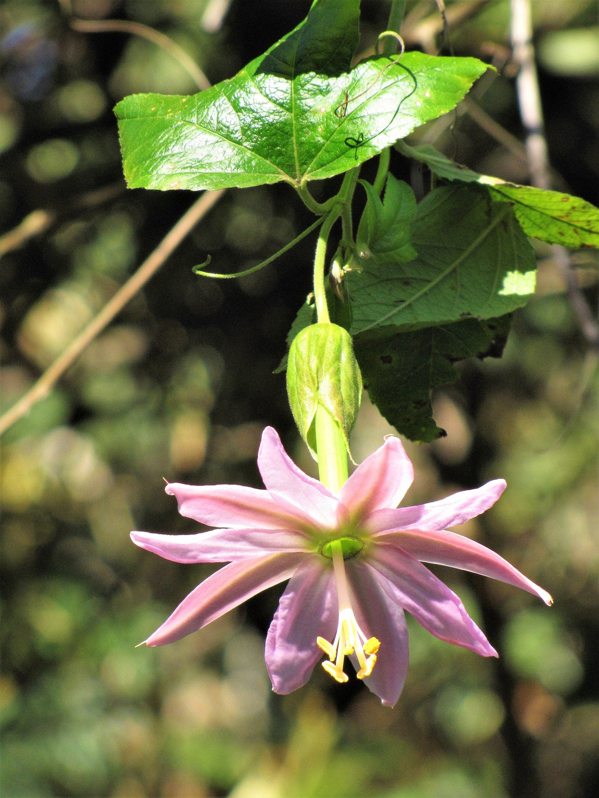 10 PLÁTANO MARACUYÁ Flor de la pasión rosa Passiflora Mollissima Piel amarilla Pulpa anaranjada Semillas de vid